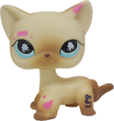 #0816 Shorthair Cat